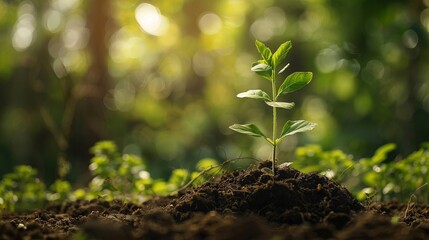 Watch new life sprout vibrant green against soft bokeh background