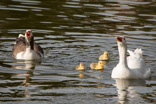 Sacando a pasear a los ni&ntilde;os