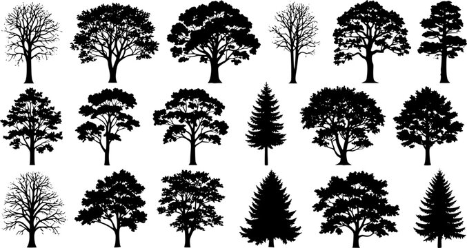 Set of detailed black tree silhouettes, various deciduous and coniferous tree shapes, isolated vector icons for forest, nature, and landscape design.black colored with white background