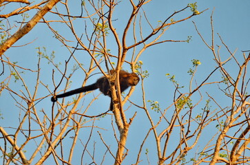 Howler monkey moving in the tree canopy in Costa Rica.