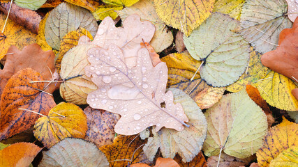 Autumn oak leaf close-up with raindrops lying on a solid carpet of fallen autumn leaves, autumn background for wallpaper banner template page design