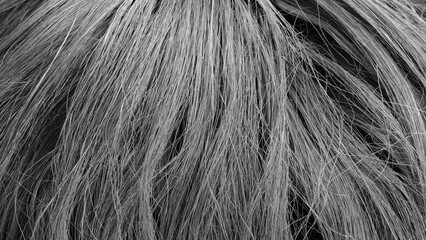 Fototapeta premium A close-up of richly textured hair. The hair is very long and colored in various shades of black as an abstract textured background for a web banner template page design.