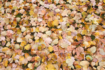 Solid background of autumn leaves lying on the ground, autumn season concept background.