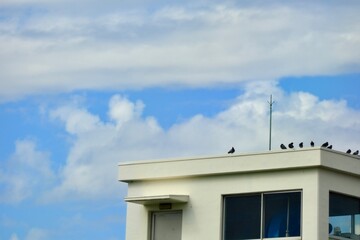 青空と水門の管理棟に集まる鳩