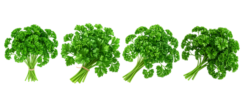 Four vibrant green parsley bunches arranged, tied with string, clipart, isolated on a transparent background.