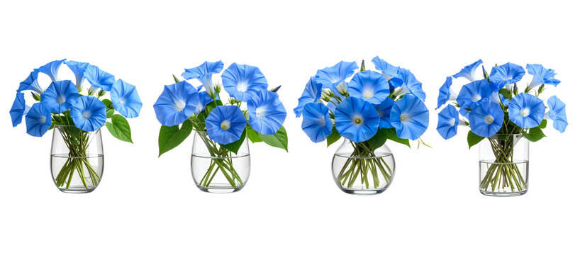 Four identical vases each hold a bouquet of vibrant blue morning glories isolated on a transparent background.