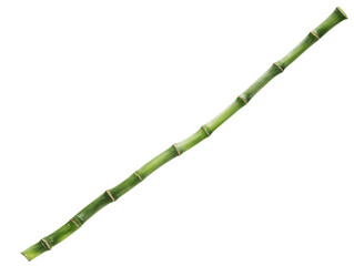 Fototapeta premium clacking. Bamboo stalks swaying and clacking in forest breeze with filtered daylight and motion blur. gardening catalogs, home-decor guides, designed for home decor and floral branding.