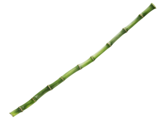 clacking. Bamboo stalks swaying and clacking in forest breeze with filtered daylight and motion blur. gardening catalogs, home-decor guides, designed for home decor and floral branding.