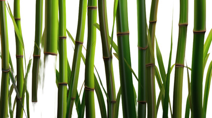 Obraz premium clacking. Bamboo stalks swaying and clacking in forest breeze with filtered daylight and motion blur. gardening catalogs, home-decor guides, designed for home decor and floral branding.