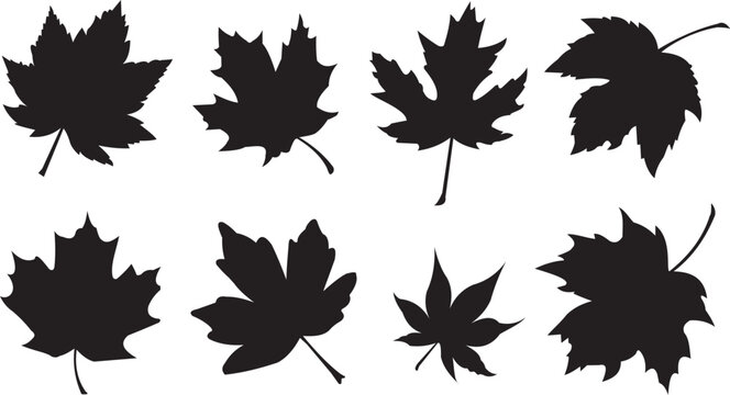 Set of maple leaf silhouettes. Autumn leaves - vector illustration