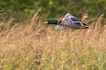 Male mallard duck in flight past grasses in fall colors.