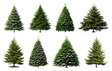 Obraz premium PNG Variety of lush evergreen trees, element set on transparent background