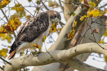 Red-tailed hawk perched in a tree.