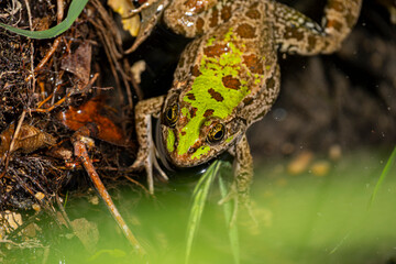 Marsh frog (Pelophylax ridibundus) resting on the grass. Close-up of a marsh frog in natural habitat. Wild green marsh frog in meadow environment. Lake Pelophylax ridibundus sitting on wet ground.
