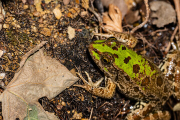 Marsh frog (Pelophylax ridibundus) resting on the grass. Close-up of a marsh frog in natural habitat. Wild green marsh frog in meadow environment. Lake Pelophylax ridibundus sitting on wet ground.