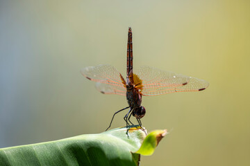Macro footage of red dragonfly in natural habitat. Red dragonfly among green plants in nature. Dragonfly perched on green vegetation in summer light.