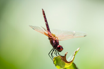 Macro footage of red dragonfly in natural habitat. Red dragonfly among green plants in nature. Dragonfly perched on green vegetation in summer light.