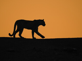 Striking Silhouette of an African Leopard (Panthera pardus) Walking Along the Horizon at Sunset or Sunrise in a Safari Landscape