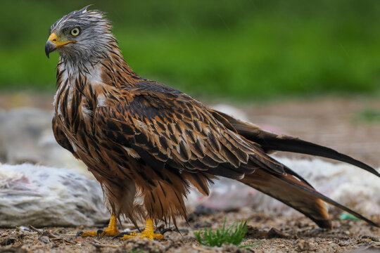 Vibrant Red Kite (Milvus milvus) Standing on the Ground Next to Discarded Rubbish and Plastic Waste, Highlighting Scavenging Behavior