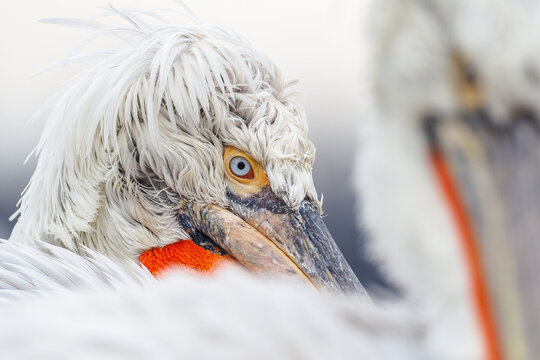 Intimate Close-up of a Dalmatian Pelican (Pelecanus crispus) with Fluffy White Crest and Striking Blue Eye Peering Over Another Bird