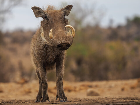 Front View Portrait of a Common Warthog (Phacochoerus africanus) with Impressive Curved Tusks in the Dry African Bush