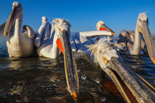 Dalmatian Pelicans (Pelecanus crispus) Feeding at Lake Kerkini