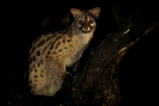 Spotlit Large-spotted Genet (Genetta tigrina) Perched on a Dead Tree Branch During a Night Safari in the Wilderness