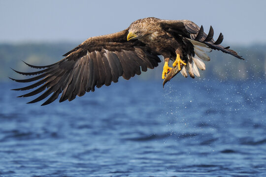 White-tailed Eagle (Haliaeetus albicilla) clinching a fish in its talons immediately after striking the water surface, featuring dramatic water droplets and spread wings.