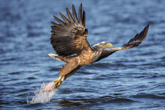 White-tailed Eagle (Haliaeetus albicilla) taking off from a lake with a freshly caught fish, creating a dramatic water splash in a display of hunting power.