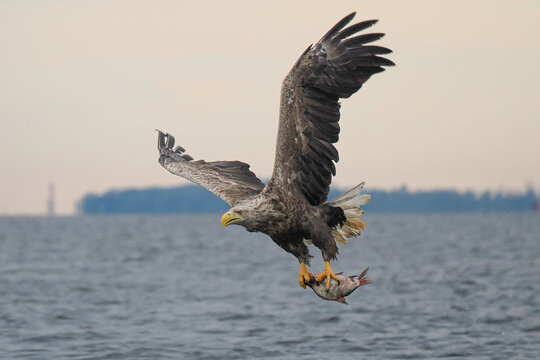 A majestic White-tailed Eagle (Haliaeetus albicilla) soaring over a lake with a freshly caught fish held firmly in its sharp talons.