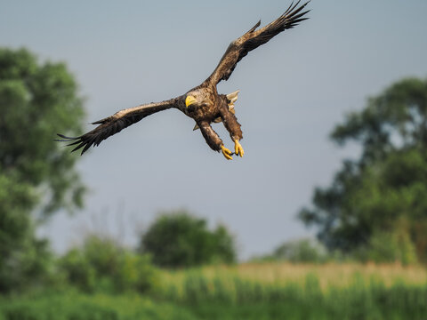 White-tailed Eagle (Haliaeetus albicilla) Diving or Hunting, Captured from Above with Extended Talons, Against a Blurry Green Background