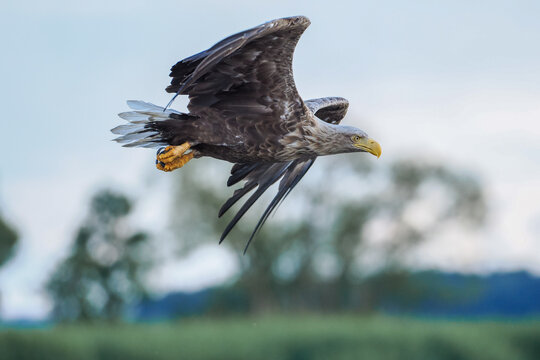 White-tailed Eagle (Haliaeetus albicilla) Flying Low Over a Green and Blue Blurry Landscape, Displaying Feathers and Talons