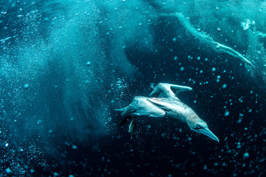 Juvenile Northern Gannet (Morus bassanus) Plunge Diving Underwater and Hunting for Fish with Visible Bubbles and Dark Blue Water
