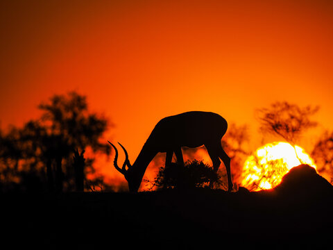 Silhouette of grazing antelope with dramatic orange sunset in wild African savanna landscape