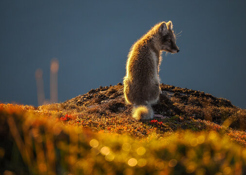 Arctic Fox (Vulpes lagopus) Sitting on a Tundra Hilltop, Backlit by Golden Hour Sunlight on a Late Summer Evening
