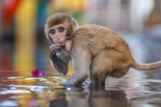 Curious young monkey squatting in shallow water, looking at camera with vivid colors in background