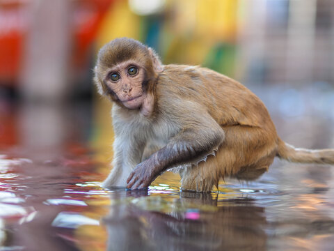 Curious young monkey squatting in shallow water, looking at camera with vivid colors in background