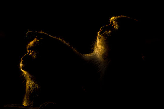 Dramatic Silhouette of Two Primates (Likely Hamadryas Baboons or Macaques) with Intense Golden Rim Light Against a Pure Black Background