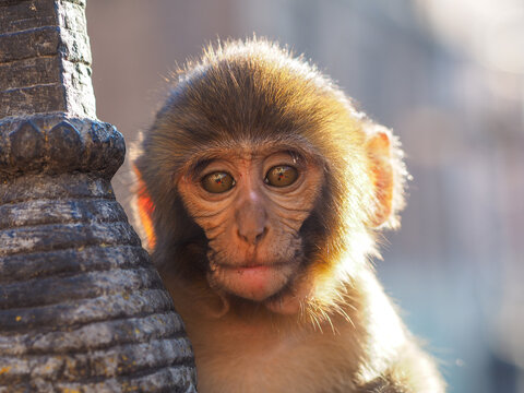 Portrait of a young Rhesus Macaque monkey in golden sunlight at a temple in Kathmandu, Nepal