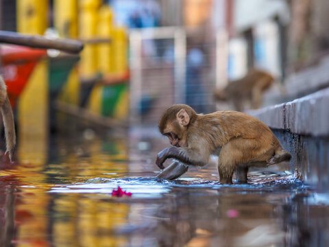 Rhesus macaque (Macaca mulatta) baby drinking water, copy space