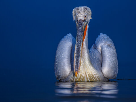 Fototapeta Front view of Dalmatian pelican with wet feathers floating on calm water under deep blue light. Sstrobe picture with CTO