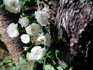 NC Hville White Polyantha Rose Cluster H2 2025