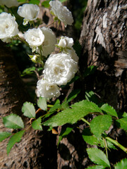 NC Hville White Polyantha Rose Cluster V1 2025