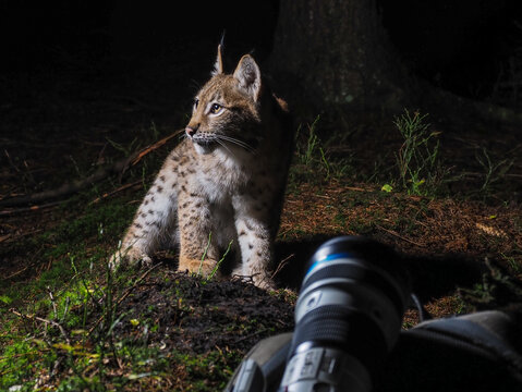 Young Eurasian lynx at night in forest, spotted near camera lens during wildlife photography session