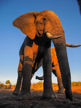Majestic African elephant in golden light, low angle view against blue sky in natural habitat