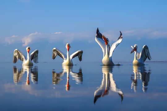 A group of four Dalmatian Pelicans (Pelecanus crispus) landing on a calm lake with perfect mirror reflections during the golden hour in Greece.