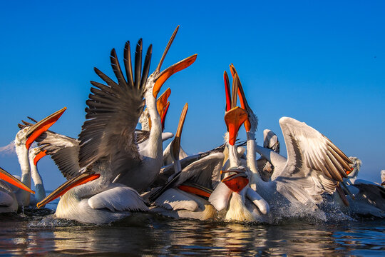 A chaotic feeding frenzy of Dalmatian Pelicans (Pelecanus crispus) with open beaks and splashing water during golden hour at Lake Kerkini, Greece.