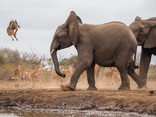 Elephants walking by a waterhole as antelopes jump away in dusty savanna.