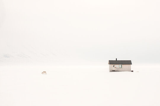 Minimalist Scene of Svalbard Reindeer (Rangifer tarandus platyrhynchus) Near a Small Remote Cabin in a Vast Snow Field in Winter