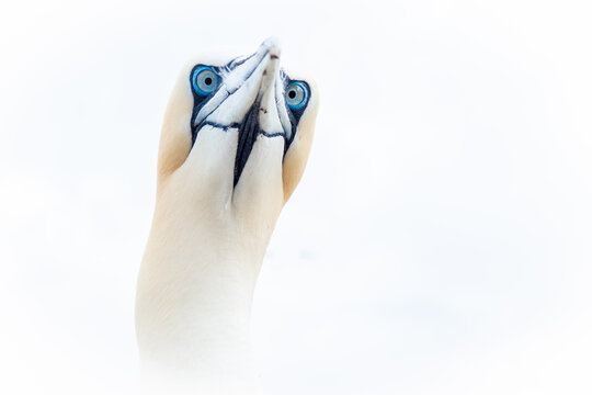 Close-up of a northern gannet with piercing blue eye and sharp beak, detailed facial features